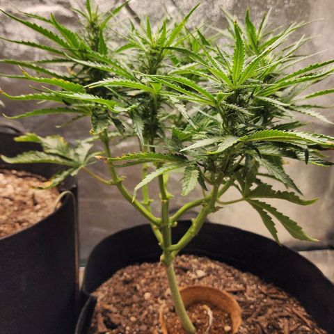 The Wizard growlog timeline photo