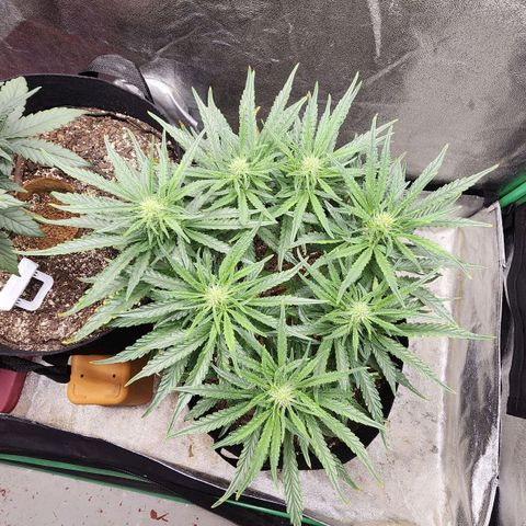 The Wizard growlog timeline photo