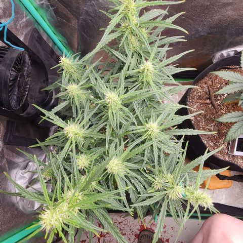 The Slayer growlog timeline photo
