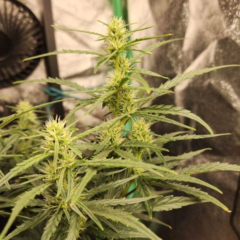 The Slayer growlog timeline photo