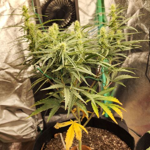 The Slayer growlog timeline photo