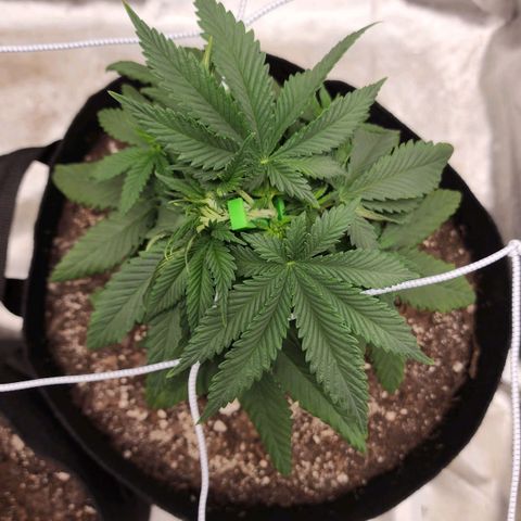 The Magus growlog timeline photo
