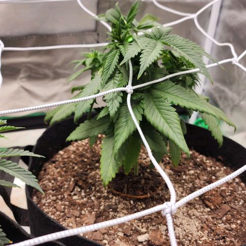 The Magus growlog timeline photo