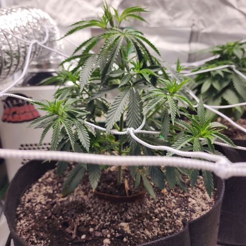 The Cleric growlog timeline photo
