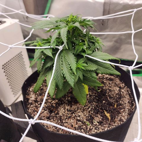 The Magus growlog timeline photo