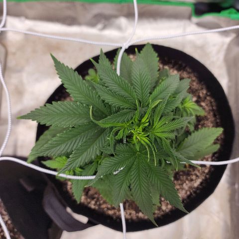 The Magus growlog timeline photo