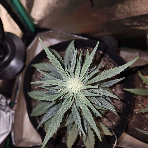 The Bard growlog timeline photo