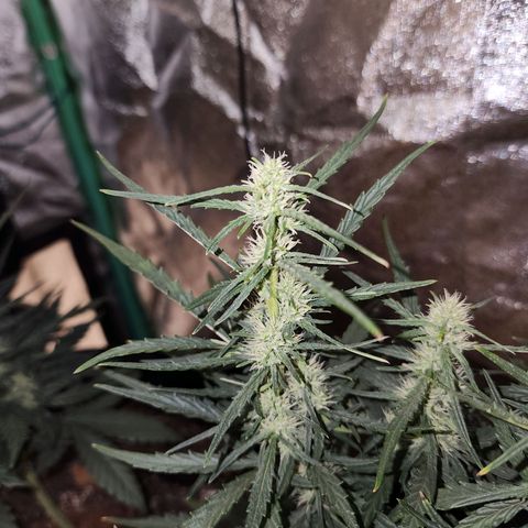 The Slayer growlog timeline photo