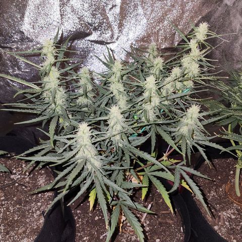 The Slayer growlog timeline photo