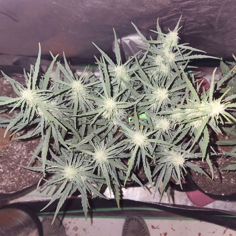 The Slayer growlog timeline photo
