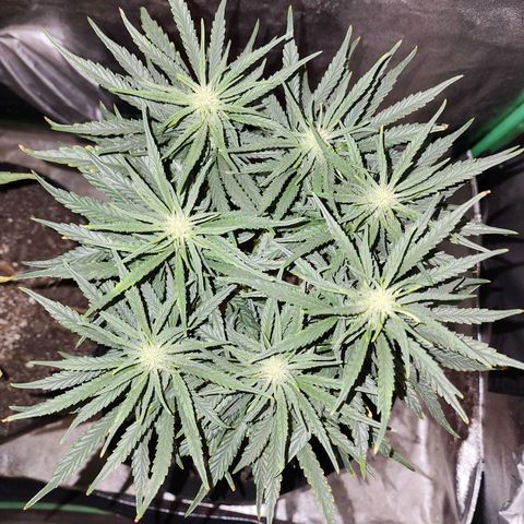 The Wizard growlog timeline photo