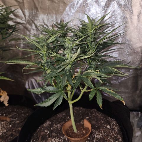 The Wizard growlog timeline photo