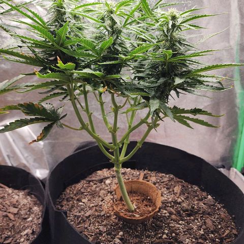 The Wizard growlog timeline photo