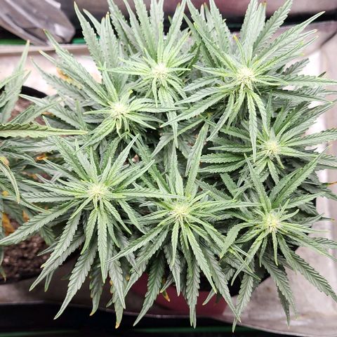 The Wizard growlog timeline photo
