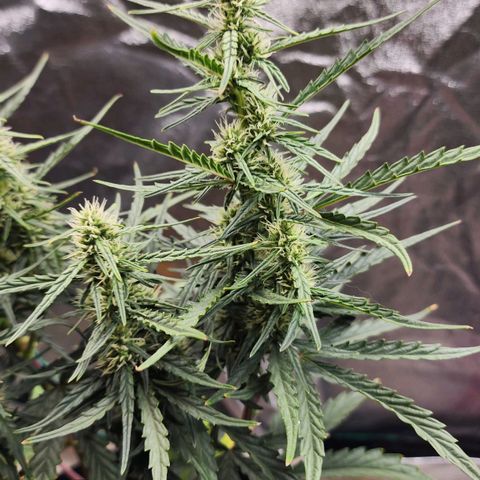 The Slayer growlog timeline photo