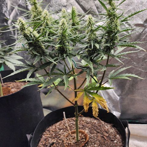 The Slayer growlog timeline photo