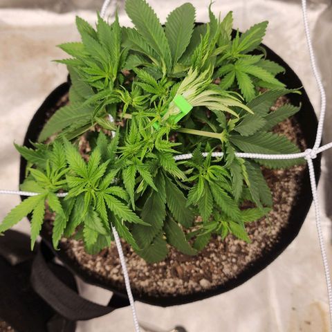 The Magus growlog timeline photo