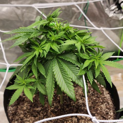 The Magus growlog timeline photo