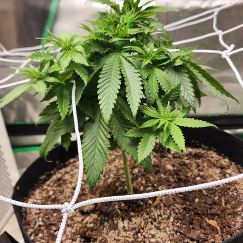 The Magus growlog timeline photo