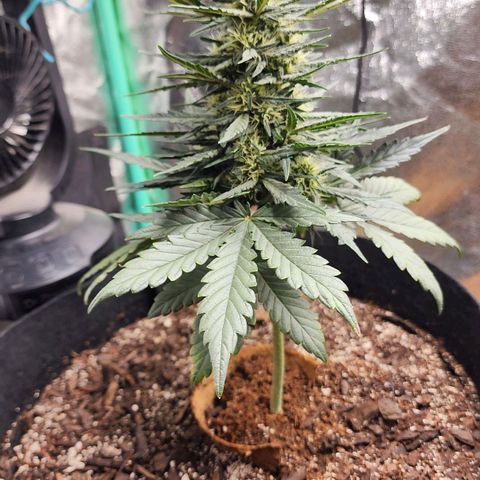 The Bard growlog timeline photo