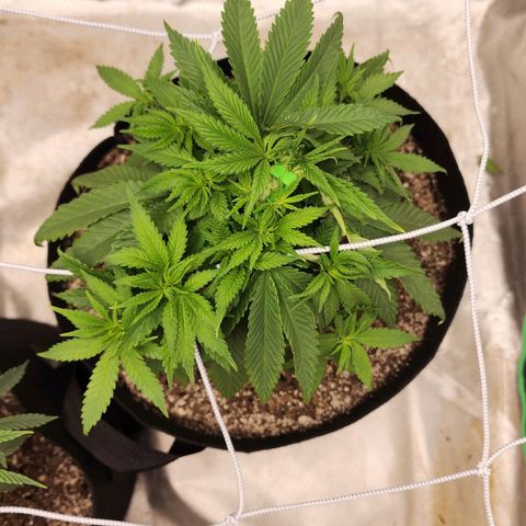 The Magus growlog timeline photo