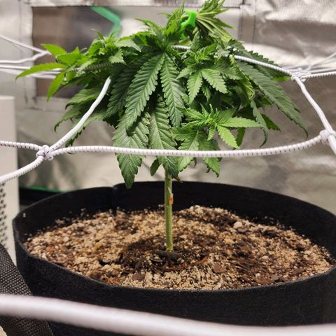 The Magus growlog timeline photo
