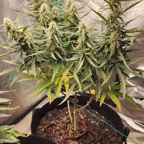 The Slayer growlog timeline photo