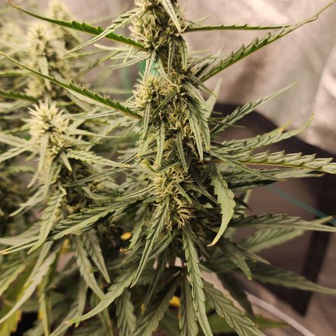 The Slayer growlog timeline photo