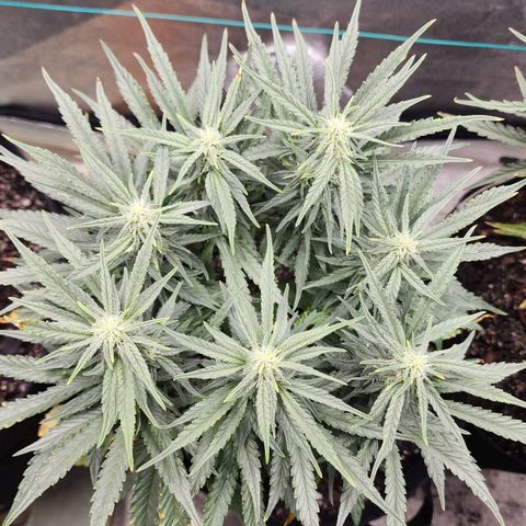 The Wizard growlog timeline photo