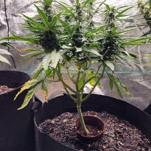 The Wizard growlog timeline photo