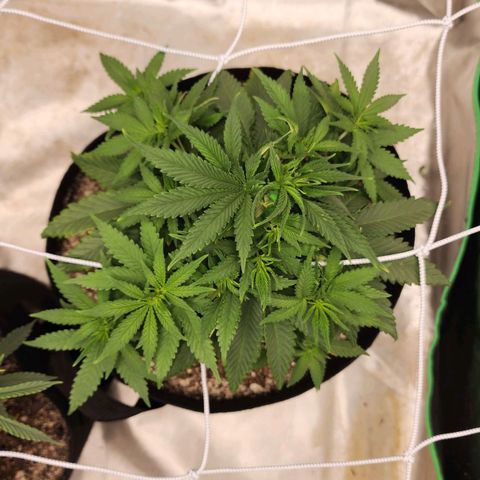 The Magus growlog timeline photo