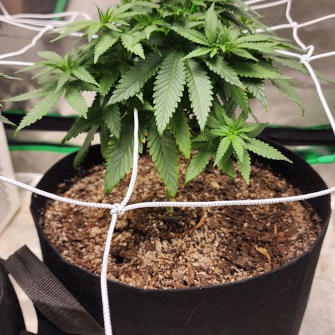 The Magus growlog timeline photo