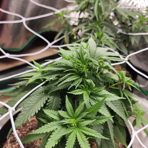 The Magus growlog timeline photo