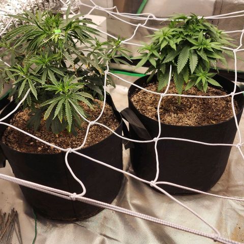 The Magus growlog timeline photo