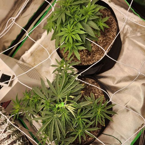 The Magus growlog timeline photo