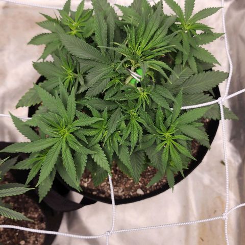 The Magus growlog timeline photo