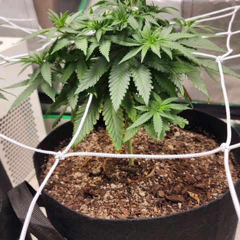 The Magus growlog timeline photo