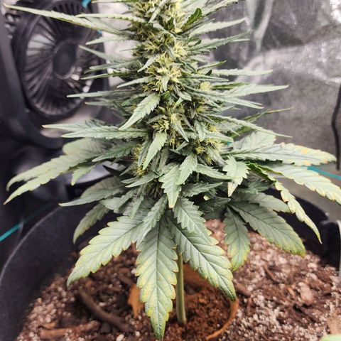 The Bard growlog timeline photo