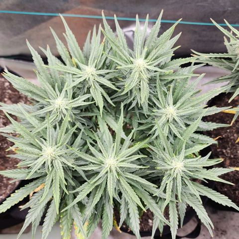 The Wizard growlog timeline photo