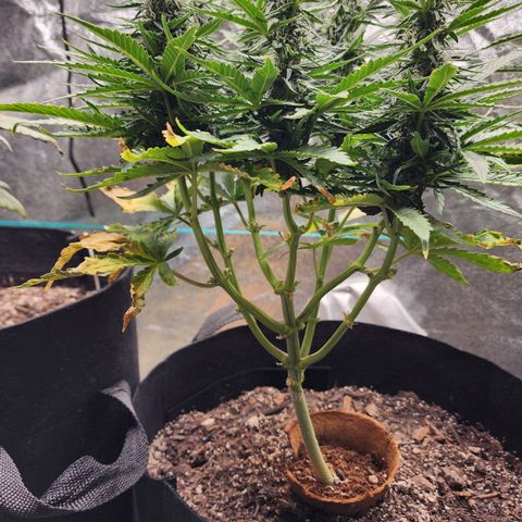 The Wizard growlog timeline photo