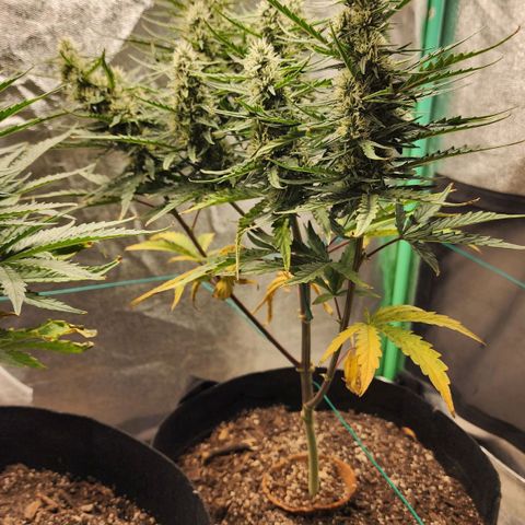 The Slayer growlog timeline photo