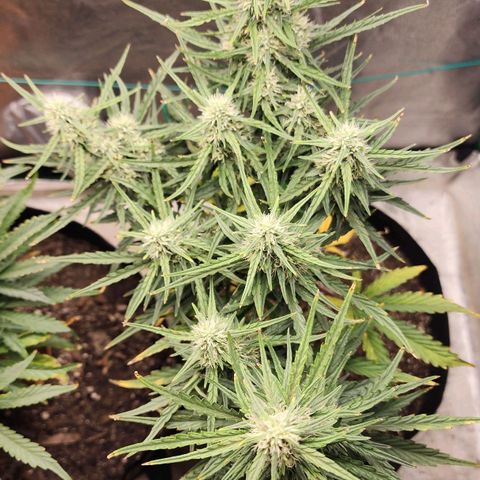 The Slayer growlog timeline photo