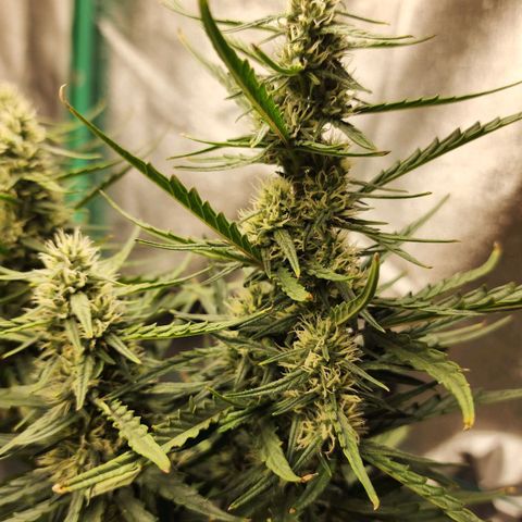 The Slayer growlog timeline photo