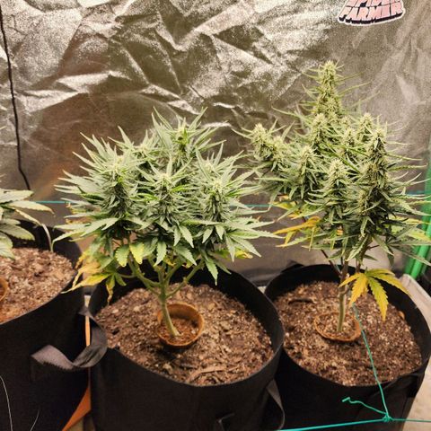 The Slayer growlog timeline photo