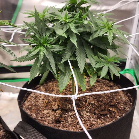 The Magus growlog timeline photo