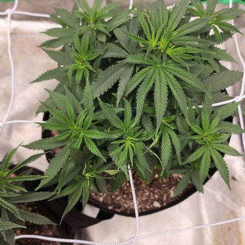 The Magus growlog timeline photo