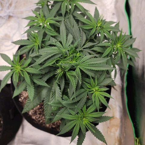The Magus growlog timeline photo