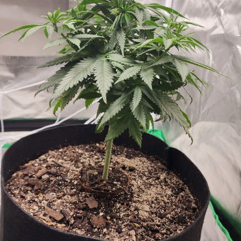 The Magus growlog timeline photo