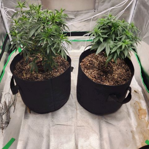 The Magus growlog timeline photo