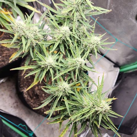 The Magus growlog timeline photo